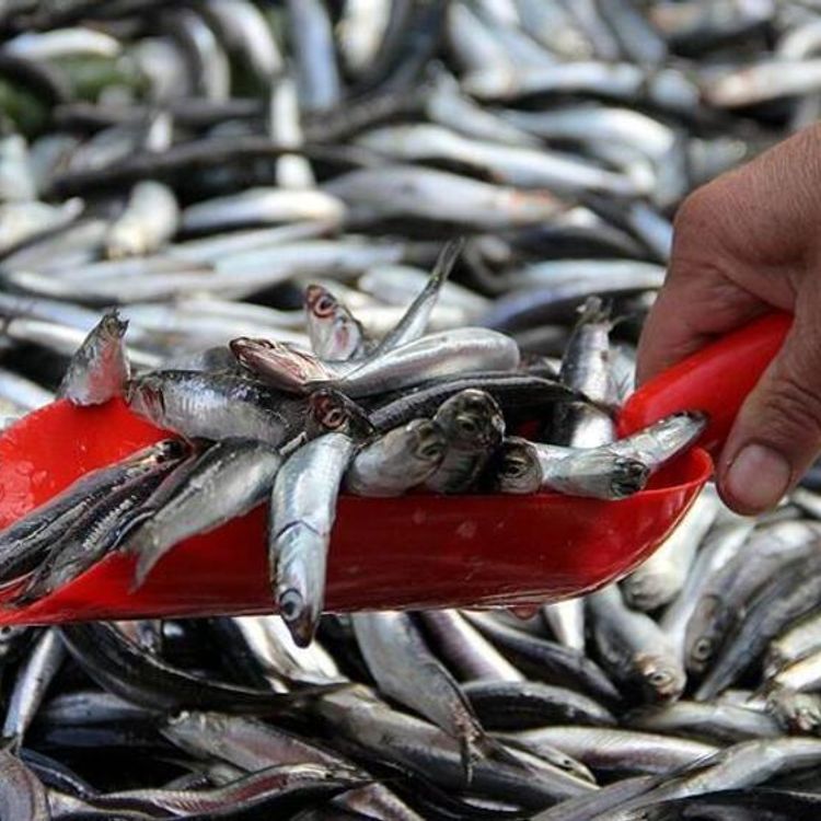 Hamsi paradoksu: Fiyat üçe katlandı, talep patladı!