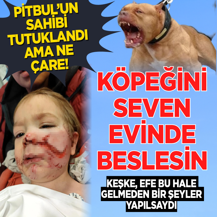 Pitbul'un sahibi tutuklandı ama ne çare! Keşke Efe bu hale gelmeden bir şeyler yapılsaydı! Köpeğini seven evinde beslesin