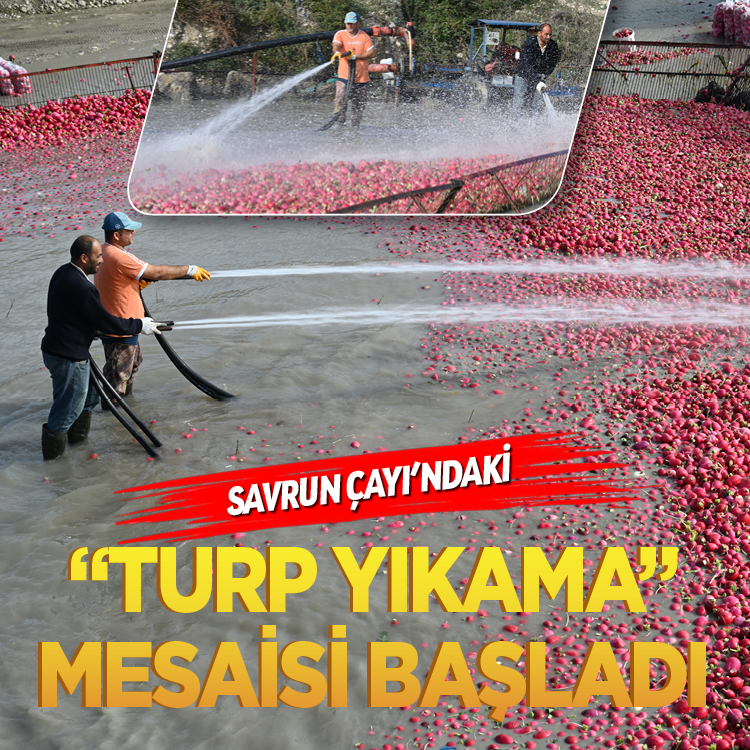Savrun Çayı'ndaki  “turp yıkama” mesai başladı