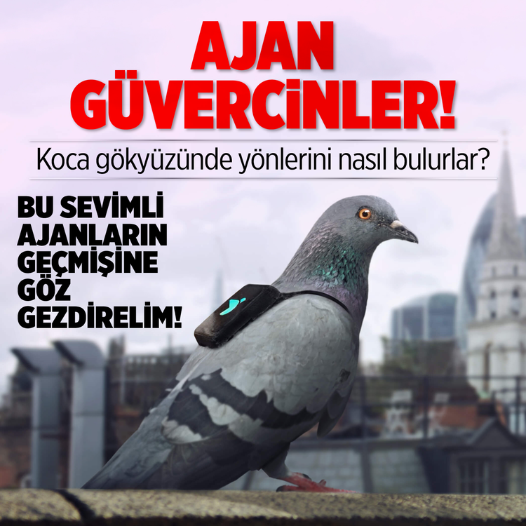 Ajan güvercinler! Koca gökyüzünde yönlerini nasıl bulurlar? Bu sevimli ajanların geçmişine göz gezdirelim
