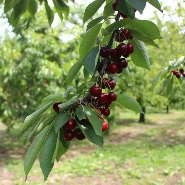 Amasya kirazında bereket yılı: 50 bin tonluk hasat ‘Besmele’ ile başladı!