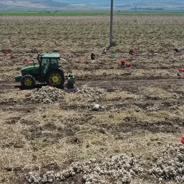 Kahramanmaraş'ta hasat mesaisi: Pazarcık sarımsağı coğrafi işaret yolunda!