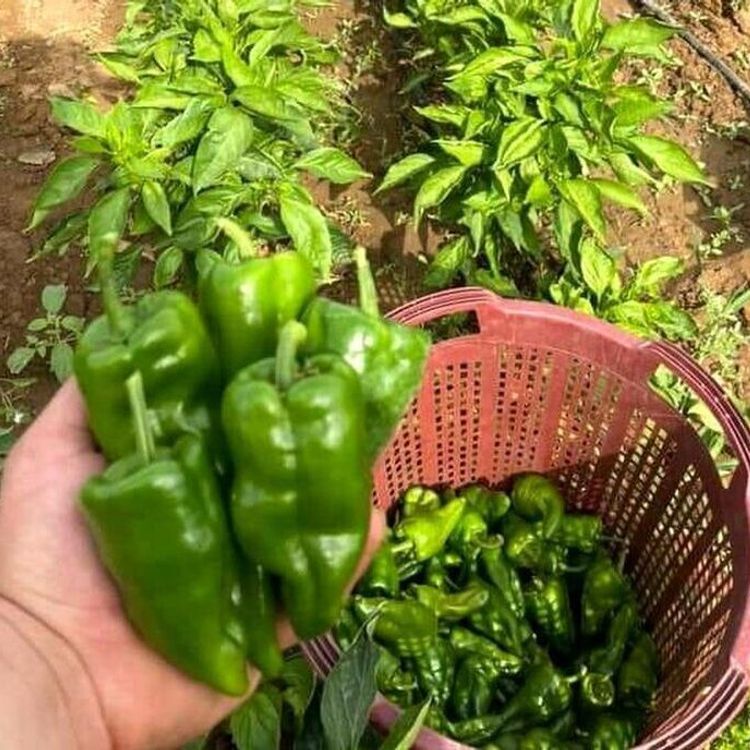 Kilosu 350 TL ama tezgâha iner inmez bitiyor: Ata tohumu 'Emcelli Biberi'ne büyük rağbet!