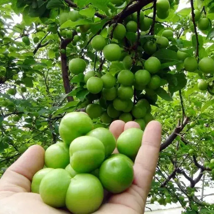 Kocaeli’nde eşme eriği bolluğu: Rekolte yüksek, fiyatlar yarı yarıya düştü!