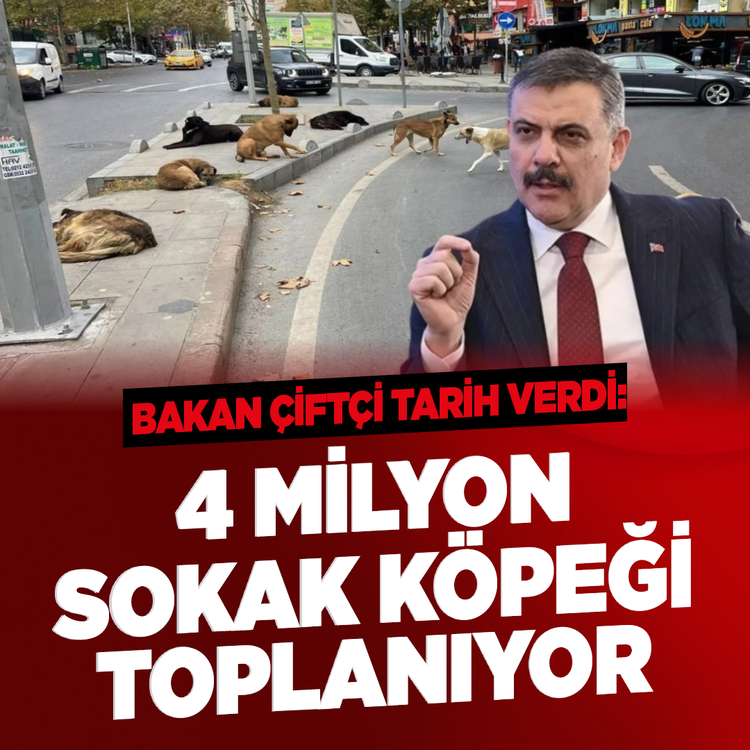 Bakan Çiftçi tarih verdi: 4 Milyon sokak köpeği toplanıyor