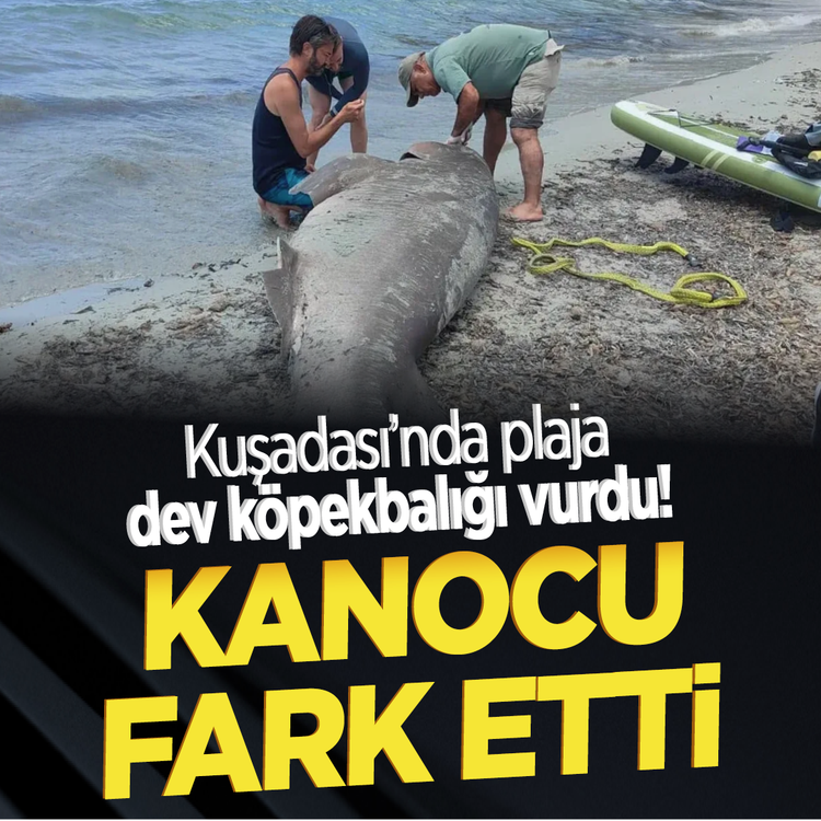 Kuşadası'nda plaja dev köpekbalığı vurdu! Kanocu fark etti
