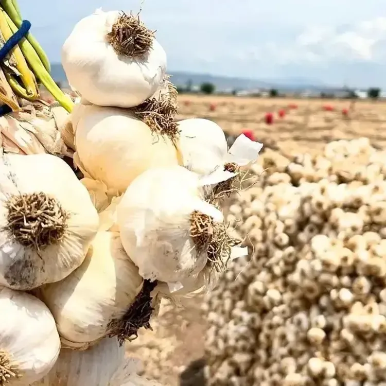 Şanlıurfa’da sarımsak hasadı buruk geçiyor: İklim vurdu, rekolte düştü, maliyetler çiftçinin belini büktü!