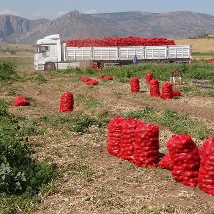 Tarlada soğan bereketi, işçide geçim derdi: "Fiyatlar uçtu, yevmiyeler eridi!"