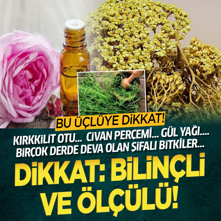 Bu üçlüye dikkat! Kırkkilit Otu… Civan Perçemi… Gül Yağı…. Birçok derde deva olan şifalı bitkiler