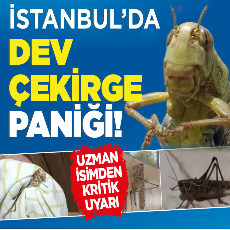 İstanbul'da dev çekirge paniği! Uzman isimden kritik uyarı