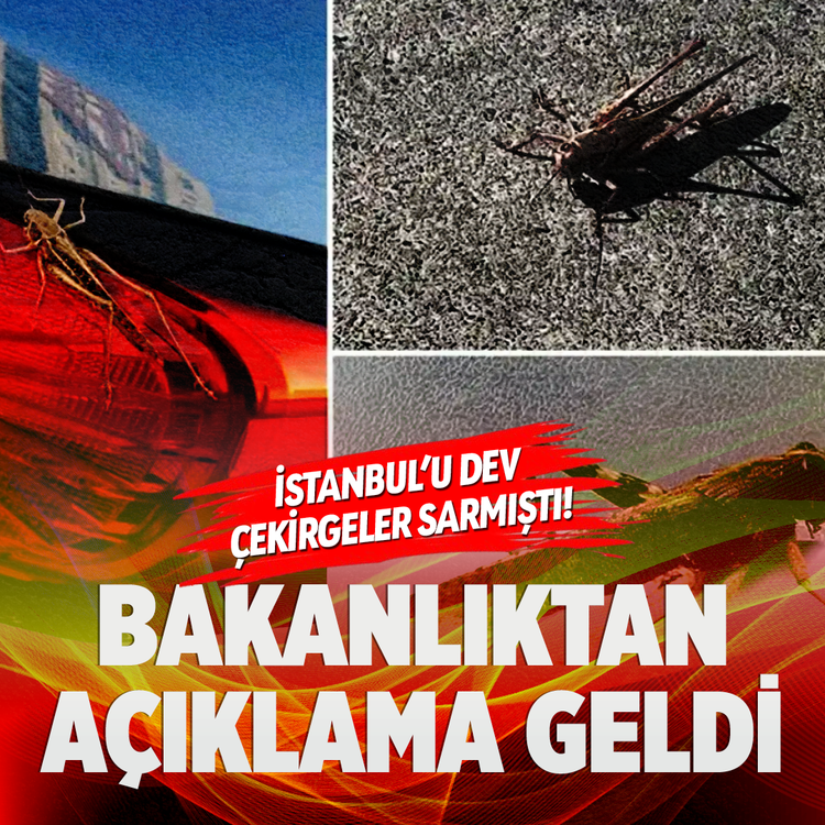 İstanbul'u dev çekirgeler sarmıştı! Bakanlıktan açıklama geldi