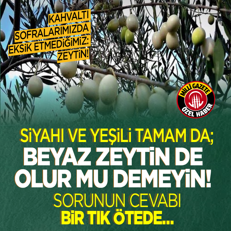 Kahvaltı sofralarımızda eksik etmediğimiz: zeytin! Siyahı yeşili tamam da; beyaz zeytin de olur mu demeyin! Sorunun cevabı bir tık ötede...