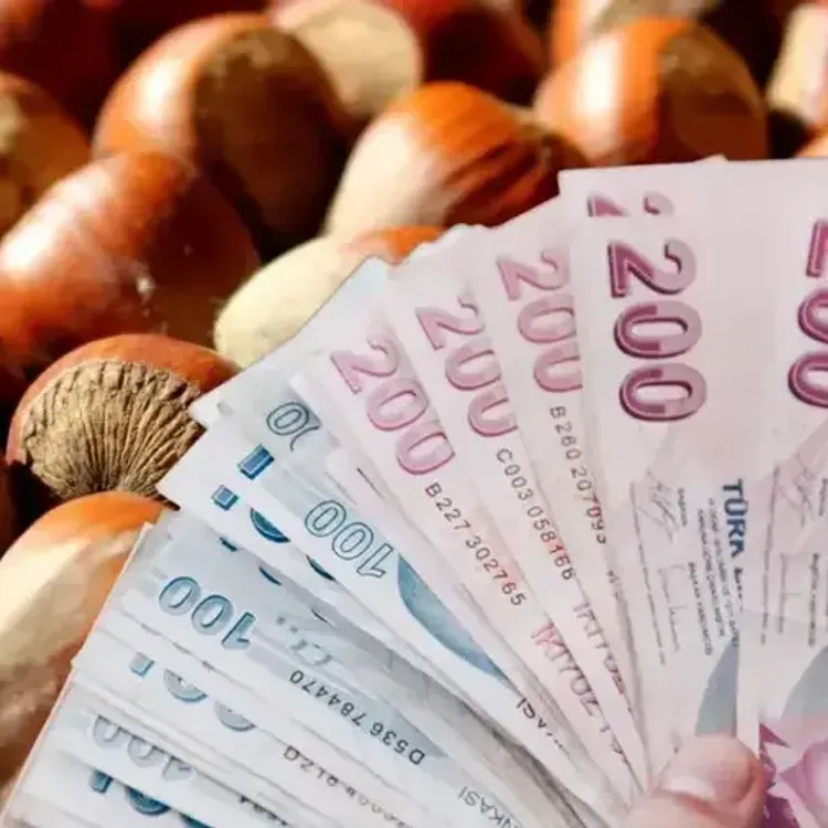 TMO fındık alım fiyatı ne kadar olmalı? Ziraat Odası’ndan flaş 300 TL çağrısı!