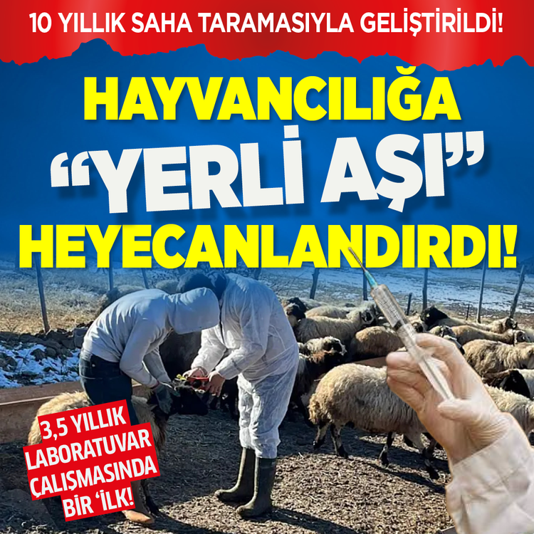 10 yıllık saha taramasıyla geliştirildi! Hayvancılığa ''yerli aşı'' heyecanlandırdı! 3,5 yıllık laboratuvar çalışmasında bir ilk!