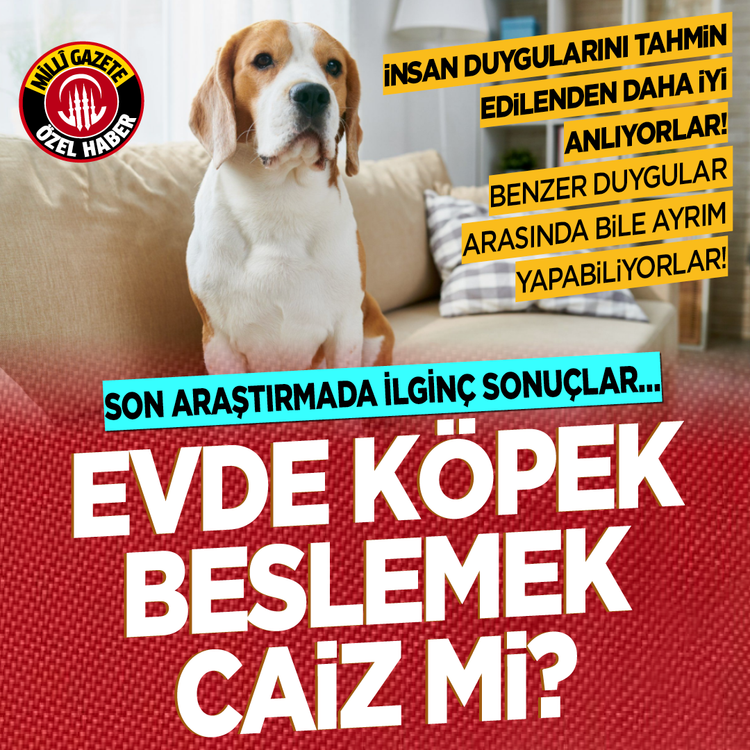 İnsan duygularını tahmin edilenden daha iyi anlıyorlar! Evde köpek beslemek caiz mi?