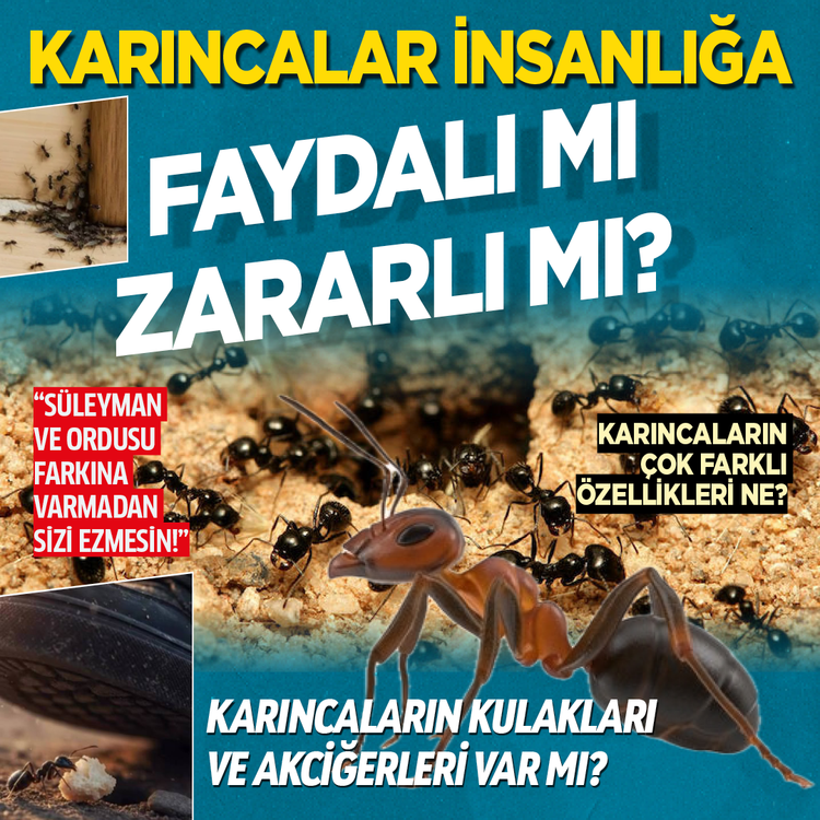 Karıncalar insanlığa faydalı mı zararlı mı? “Süleyman ve ordusu farkına varmadan sizi ezmesin!”