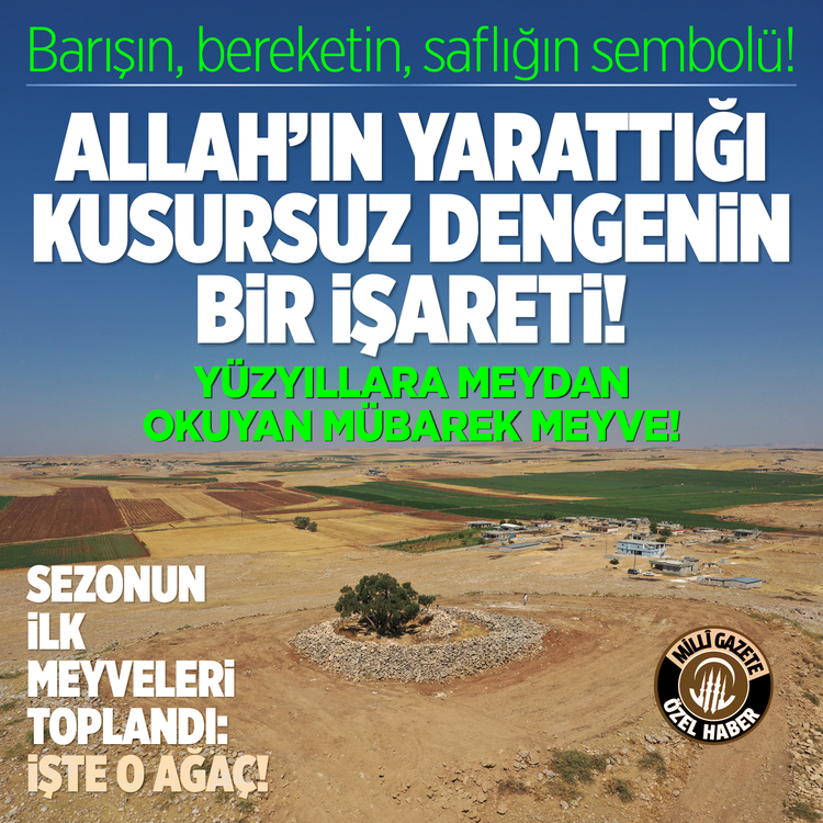 Barışın, bereketin, saflığın sembolü! Allah'ın yarattığı kusursuz dengenin bir işareti! Yüzyıllara meydan okuyan mübarek meyve! Sezonun ilk meyveleri toplandı: İşte o ağaç!