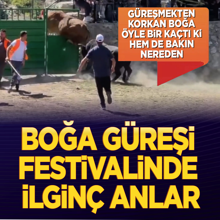 Güreşmekten korkan boğa öyle bir kaçtı ki! Hem de bakın nereden! Boğa güreşi festivalinde ilginç anlar