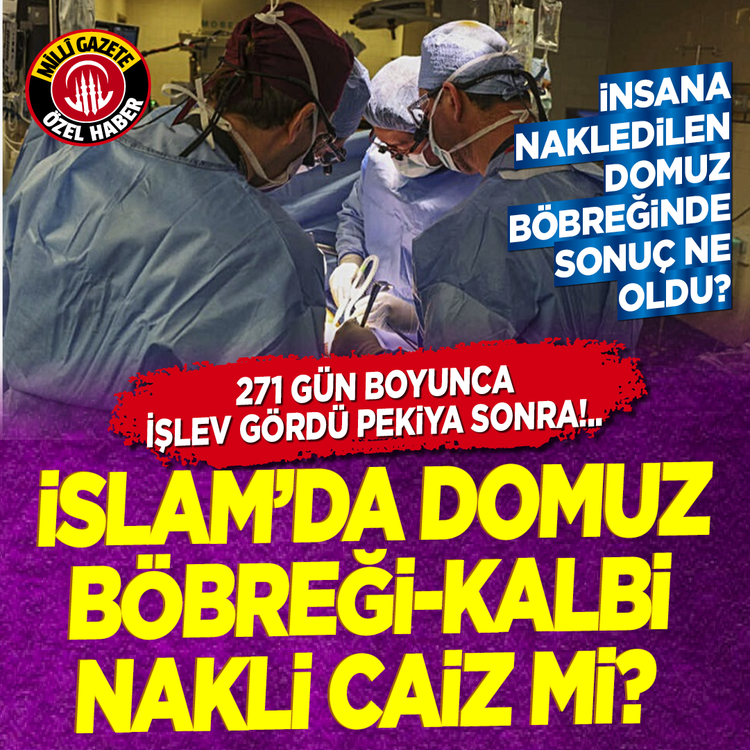 İnsana nakledilen domuz böbreğinde sonuç ne oldu?  271 gün boyunca işlev gördü peki ya sonra!.. İslam’da domuz böbreği-kalbi nakli caiz mi?