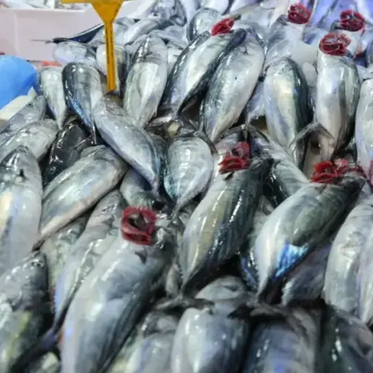 Kırmızı et ve tavuğa güçlü rakip: Zonguldak’ta palamut fiyatları cebi yakmıyor!