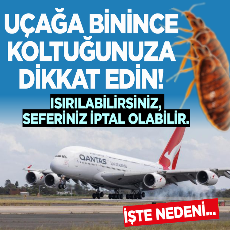 Uçağa binince koltuğunuza dikkat edin ısırılabilirsiniz, seferiniz iptal olabilir: İşte nedeni