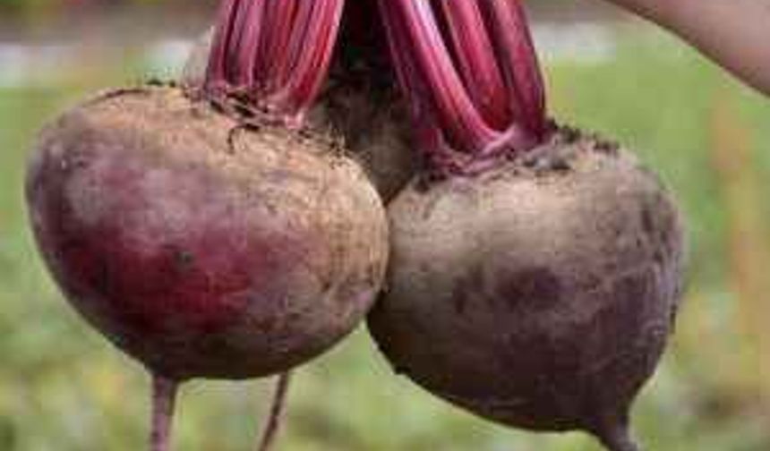 Kırmızı pancar tam bir şifa kaynağı! İşte kırmızı pancarın faydaları