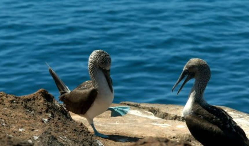 Türkiye'de nadir rastlanan kara sümsük kuşunu görüntüledi