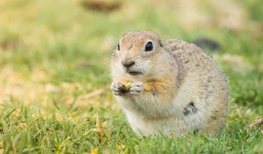 Anadolu bozkırlarının sevimli kemirgeni ''gelengi'' fotoğraflandı