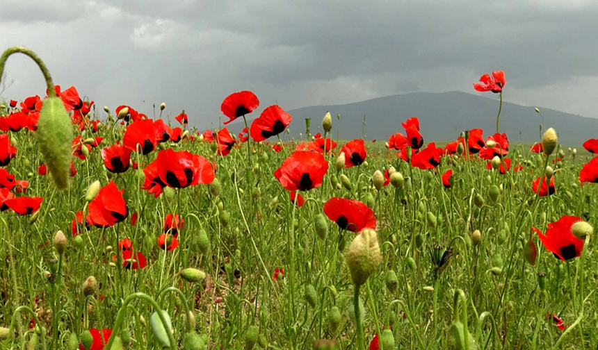Sarıkamış’ta gelincik tarlaları doğayı renklendirdi