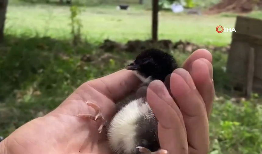 Erzurum'da içleri ısıtan görüntü: Ölen civcivi kalp masajıyla yaşamda tuttu!