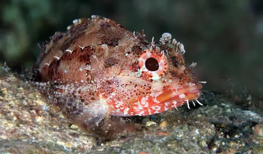 Dalış turizminin merkezi Kaş'ın su altı zenginlikleri görüntülendi