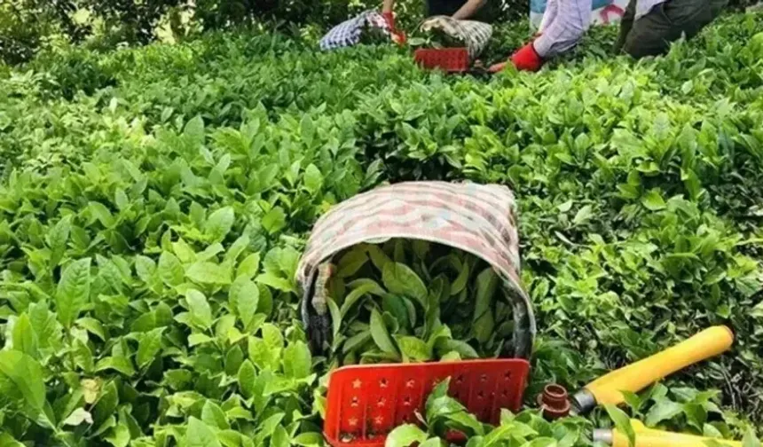 ÇAYKUR’dan 'su verimliliği' çalışması 