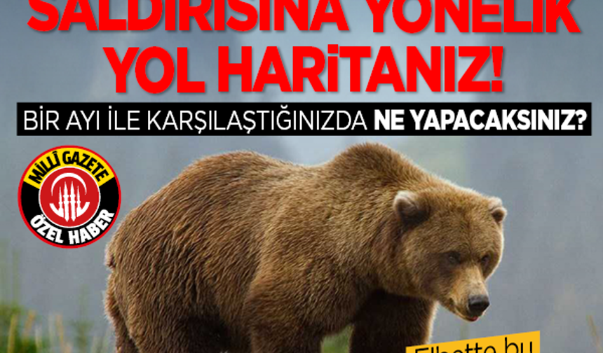 Bir ayı ile karşılaştığınızda ne yapacaksınız? İşte ayı saldırısına yönelik yol haritanız!
