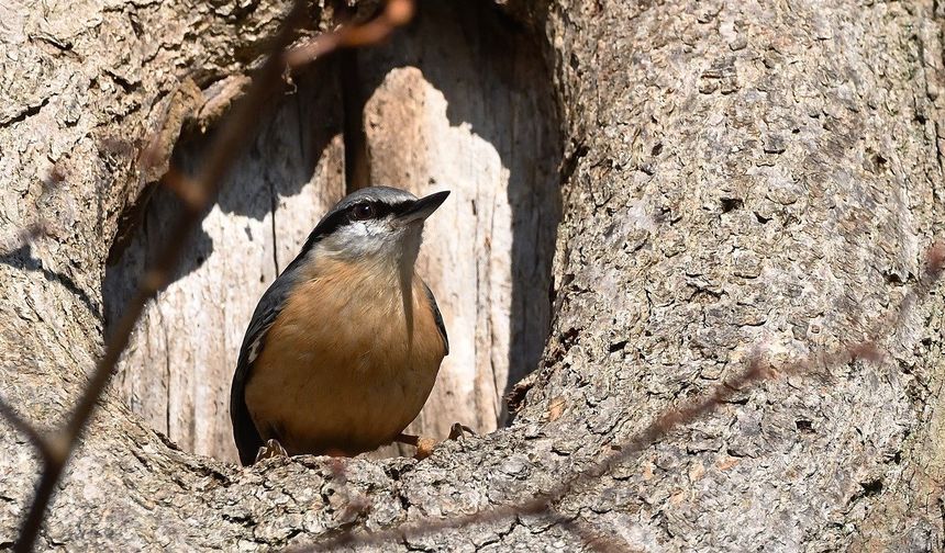 Kuşlar seherde neden öterler?
