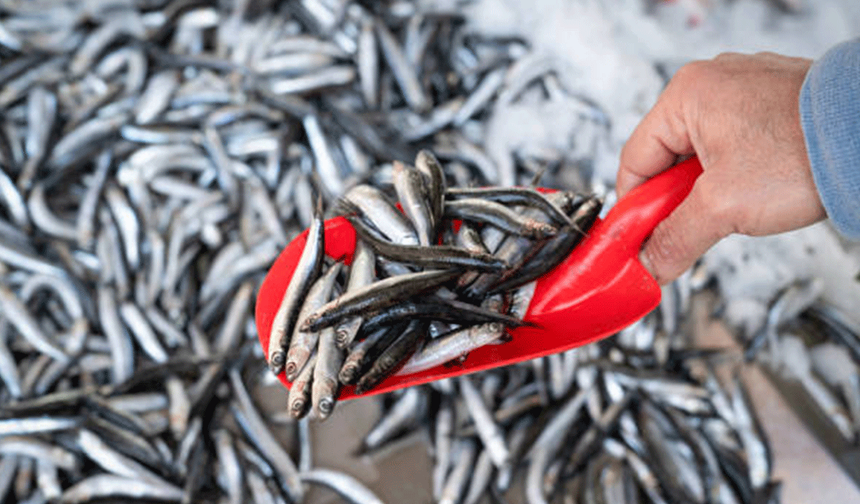 Hamsi sevenlere kötü haber: Bolluk bitti, fiyatlar dörde katlandı!