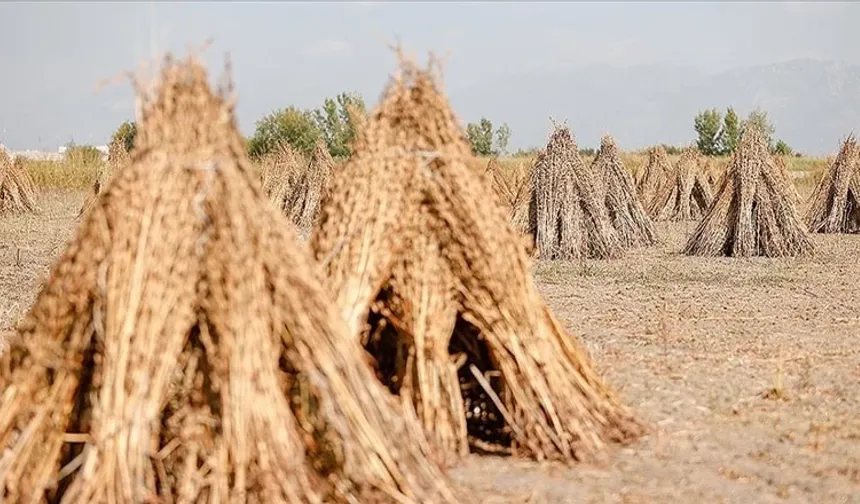 Sındırgı'da susamın 2025 fiyatı belli oldu!