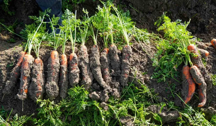 Beypazarı’nda kışlık havuç sezonu açıldı: Rekor verim su kıtlığı gölgesinde kaldı!