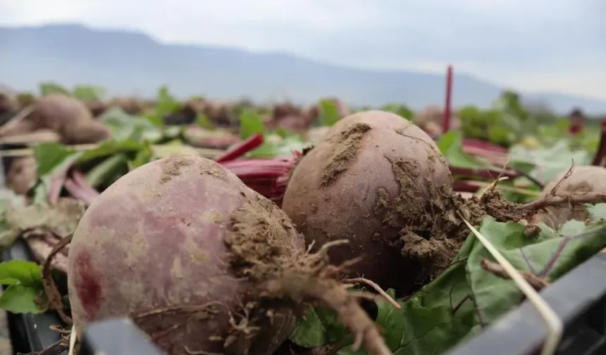 Tarlada 10 TL, tezgâhta 40 TL: Pancarda fiyat farkı çiftçiyi bezdirdi!