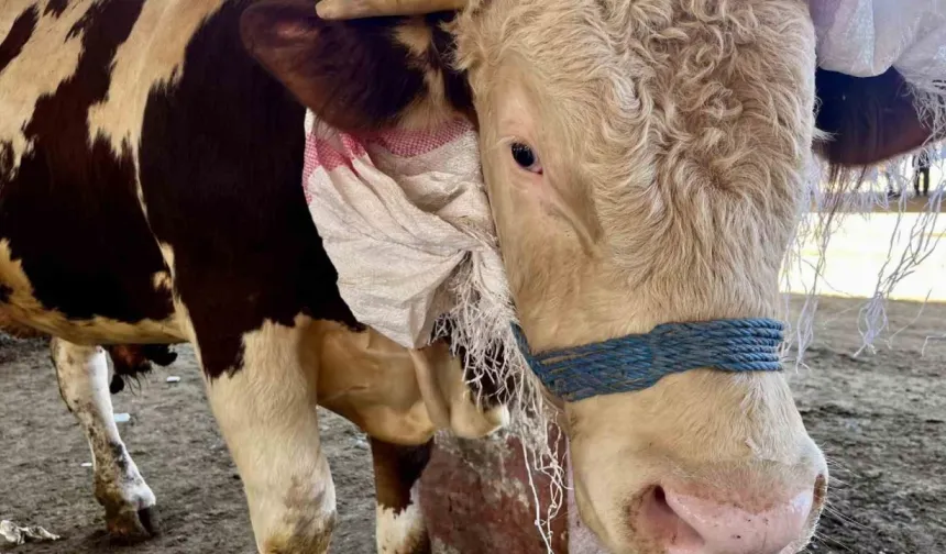 Kurban etini hemen yiyenler dikkat! Kalp krizi uyarısı geldi