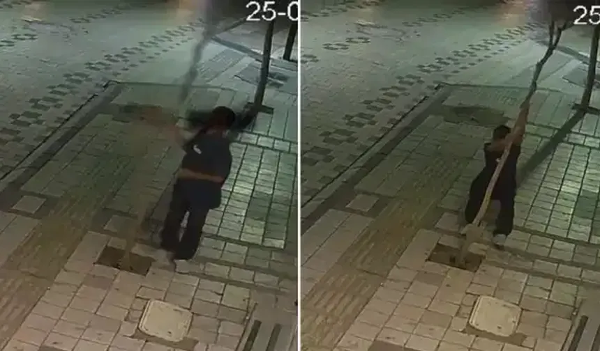 Hakkında soruşturma başlatıldı: Kaldırımdaki ağacı kıran çocuğun başı derde girdi!