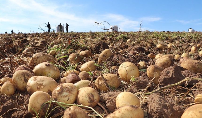Sivas Zara’da patates mesaisi: 2026 ekimi başladı, hedef 75 bin ton!