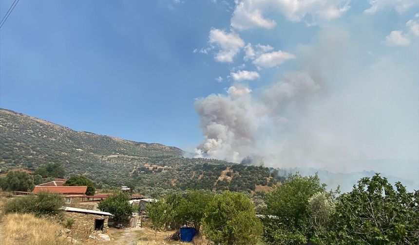 Aydın'da zeytinlik ve otluk alanda yangın çıktı