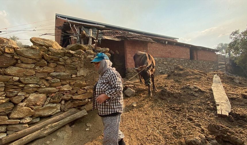 Aydın'da zeytinlik ve otluk alanda çıkan yangın kontrol altına alındı