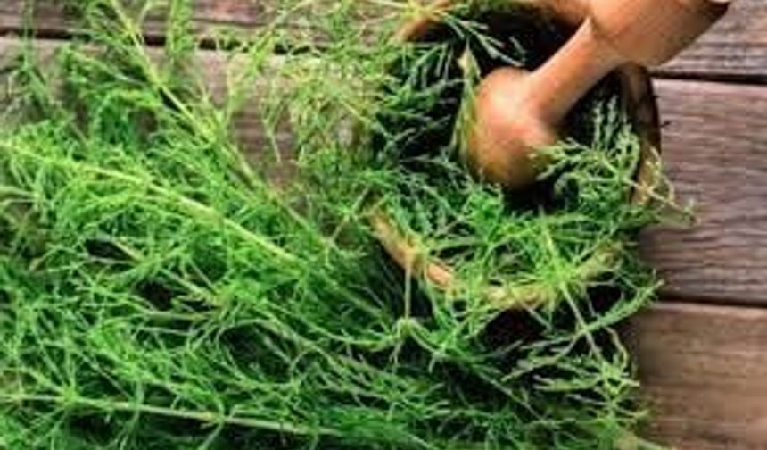 Bu üçlüye dikkat! Kırkkilit Otu… Civan Perçemi… Gül Yağı…. Birçok derde deva olan şifalı bitkiler