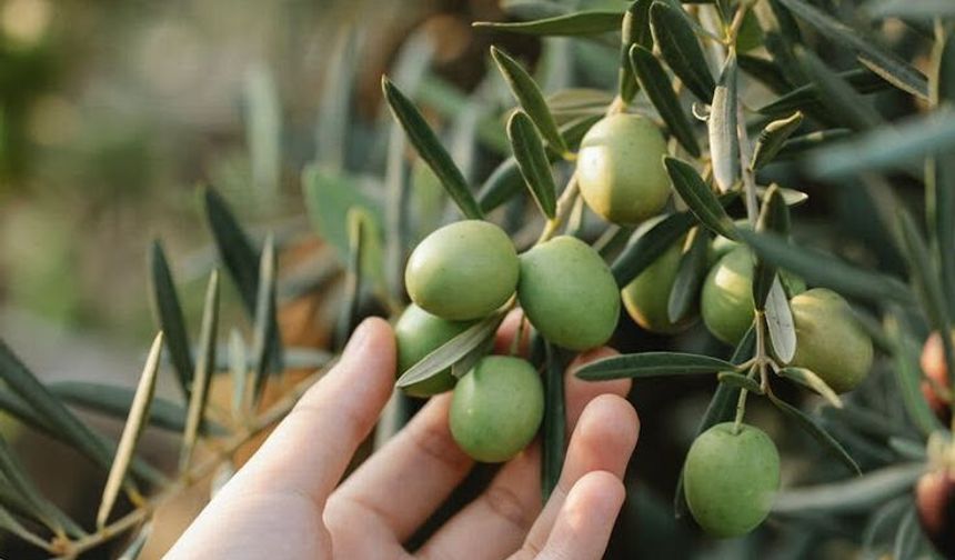 Sağlığınızı bu besinle yenileyin: Zeytinyağının az bilinen mucizeleri ve Mazinköy
