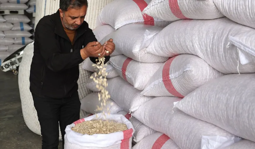 Çiftçilerin rotası değişti: Artık bu ürünü ekiyorlar
