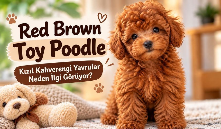 Red Brown Toy Poodle Fiyatları: Kızıl Kahverengi Yavrular Neden İlgi Görüyor?