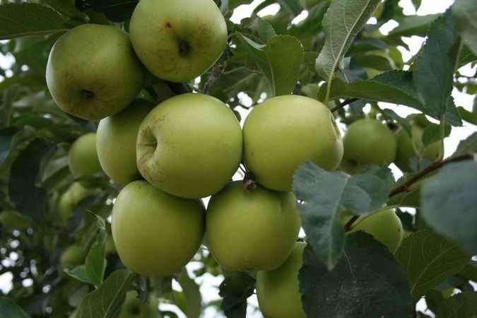 Elma kabuğu yıkayarak temizlenmiyor! Zararlı maddelerden nasıl kurtulunur?