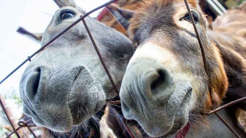 Eşek Müzesi yoğun ilgi görüyor