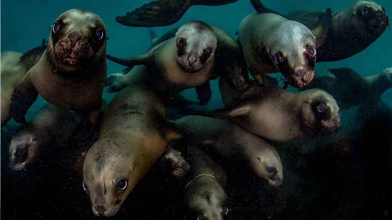 Sualtı Fotoğraf Yarışması'nın kazananları açıklandı